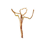 Foto de Árboles de alambre para maqueta 2-4 cm