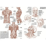 Foto de Libro De Arte Dibujo Leonardo Anatomia 