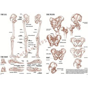 Foto de Libro De Arte Dibujo Leonardo Anatomia 