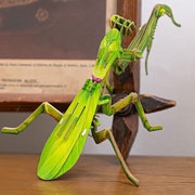 Foto de Rompecabezas 3D Makebug Mantis Asiatica G Niv 2 con 53 piezas 