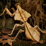 Foto de Rompecabezas 3D Makebug Mantis Hoja Muert Niv 3 con 58 piezas 
